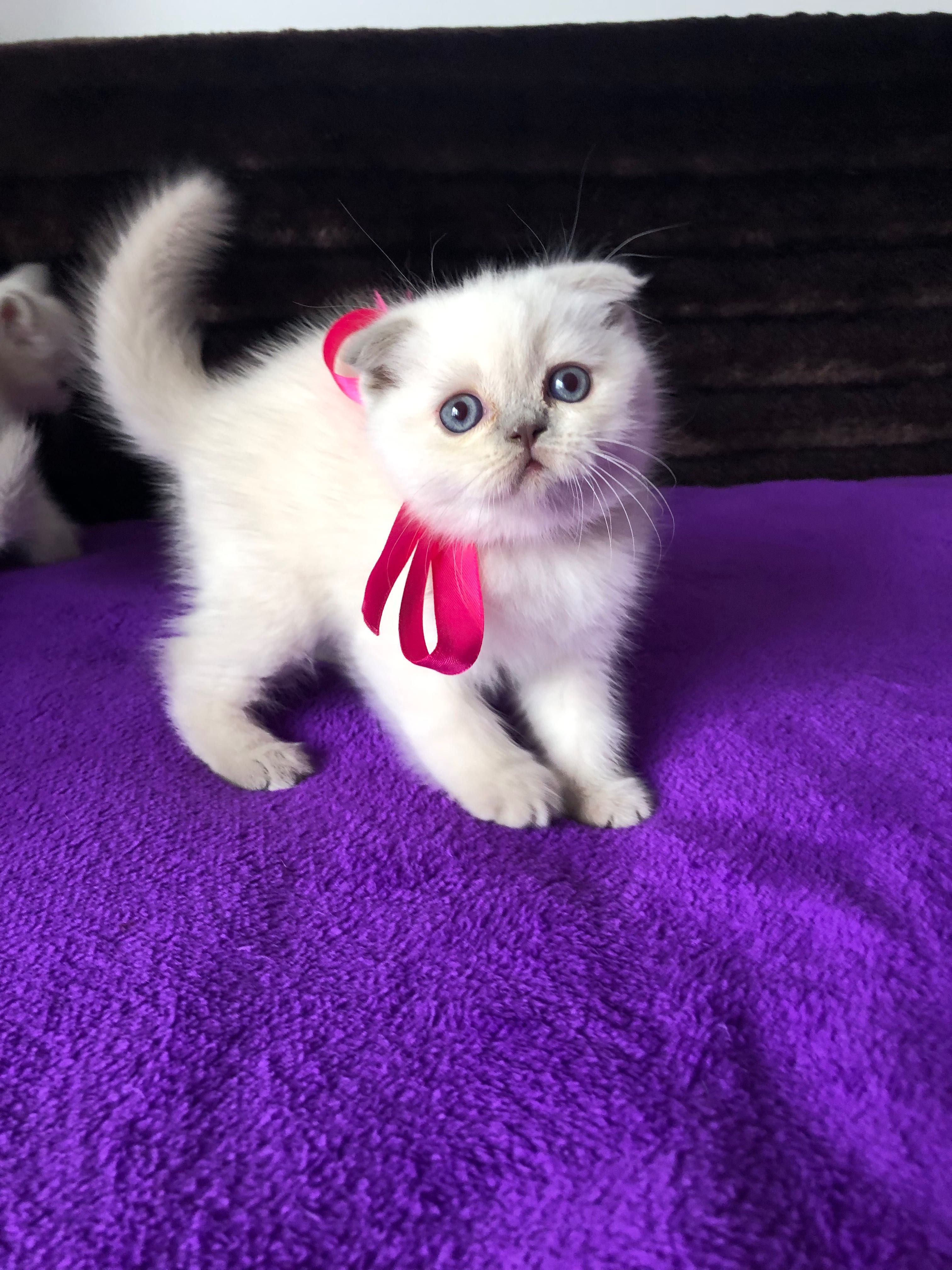 Fêmea Scottish Fold Branca