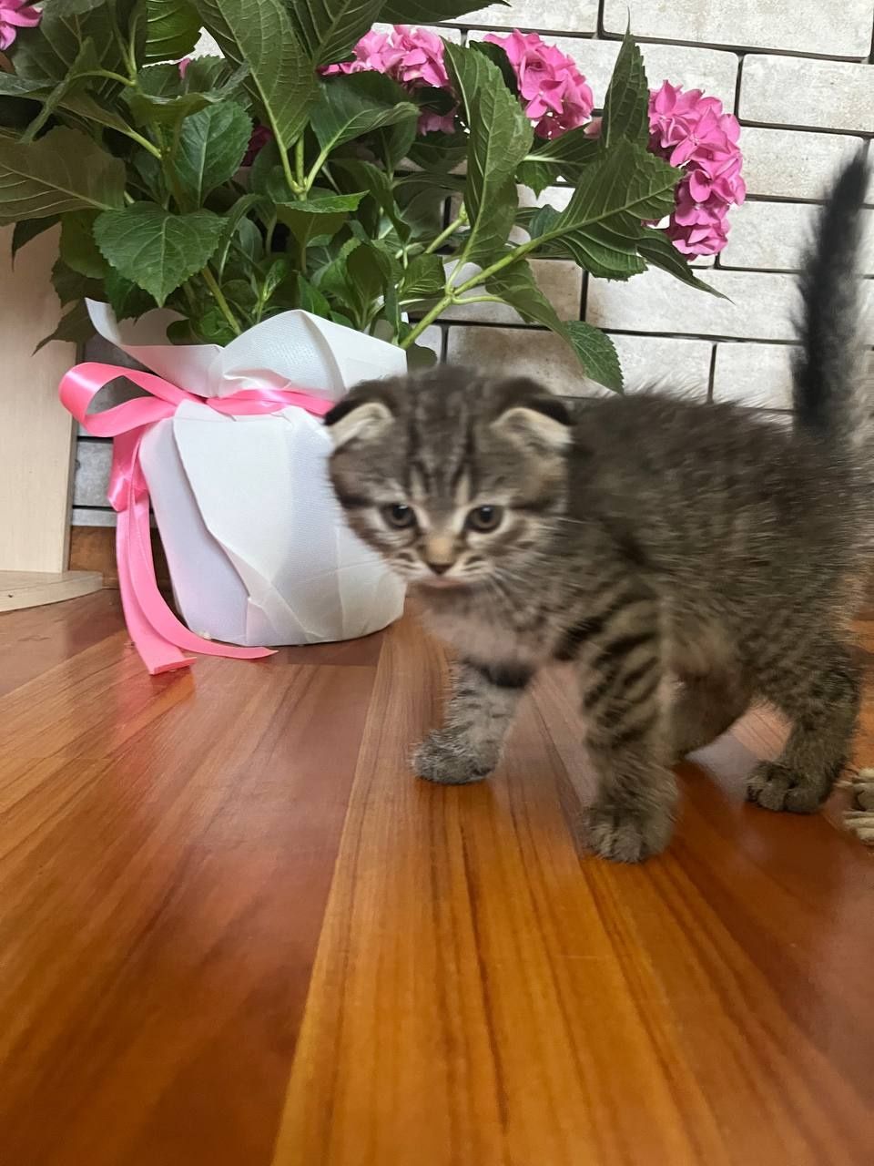 Шотландські висловухі кошенята