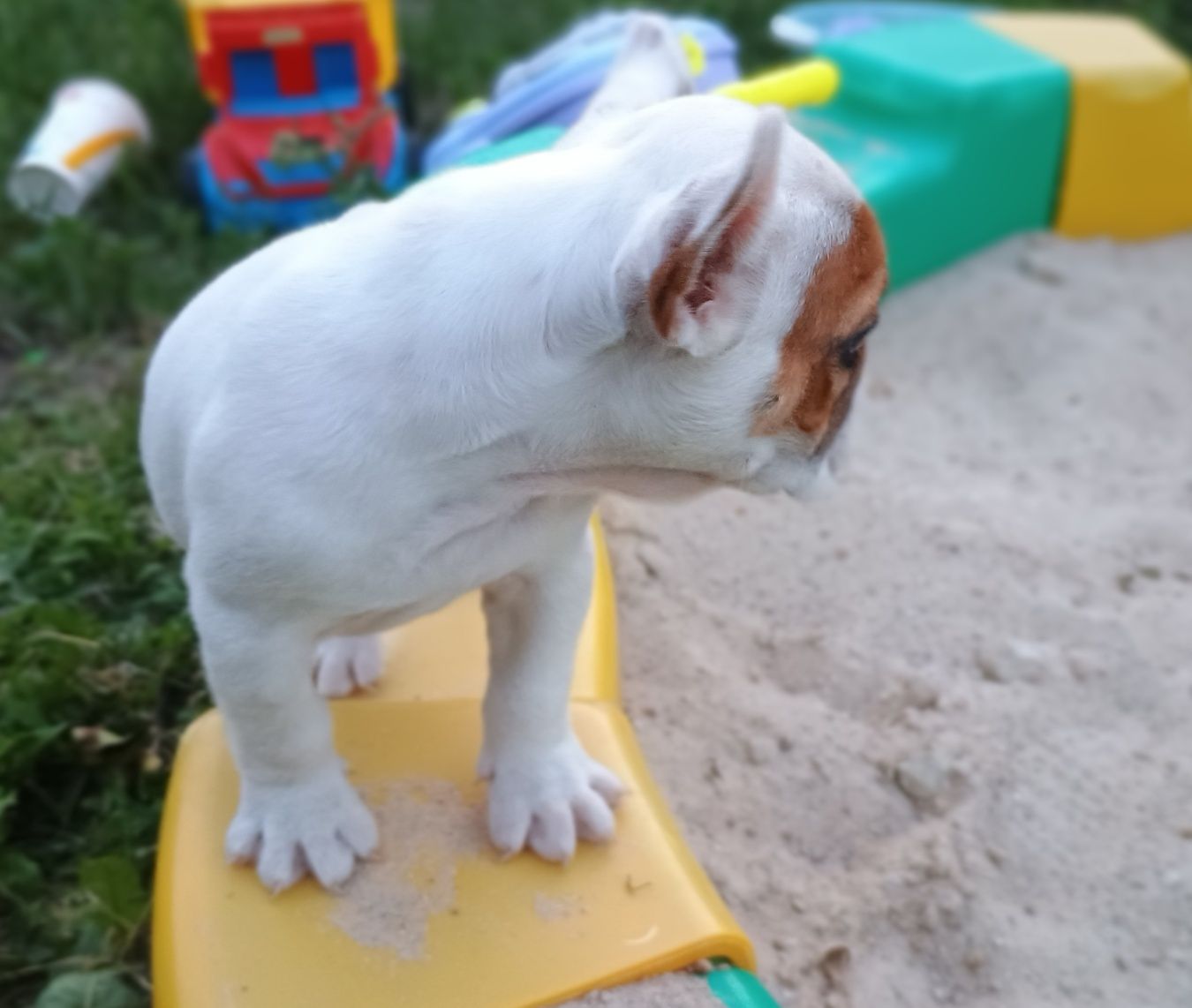 .Buldog francuski