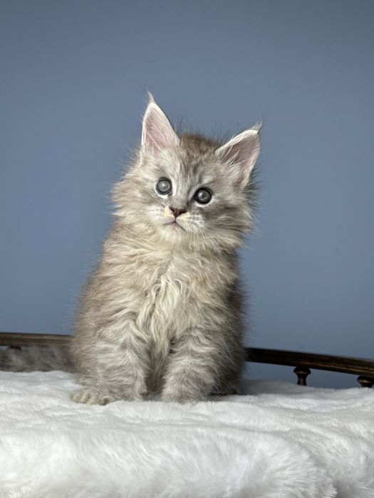 Феромон кукольный мальчик котенок мейн кун в шоу типаже