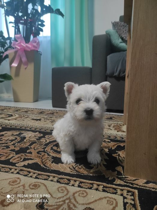 West Highland White Terrier