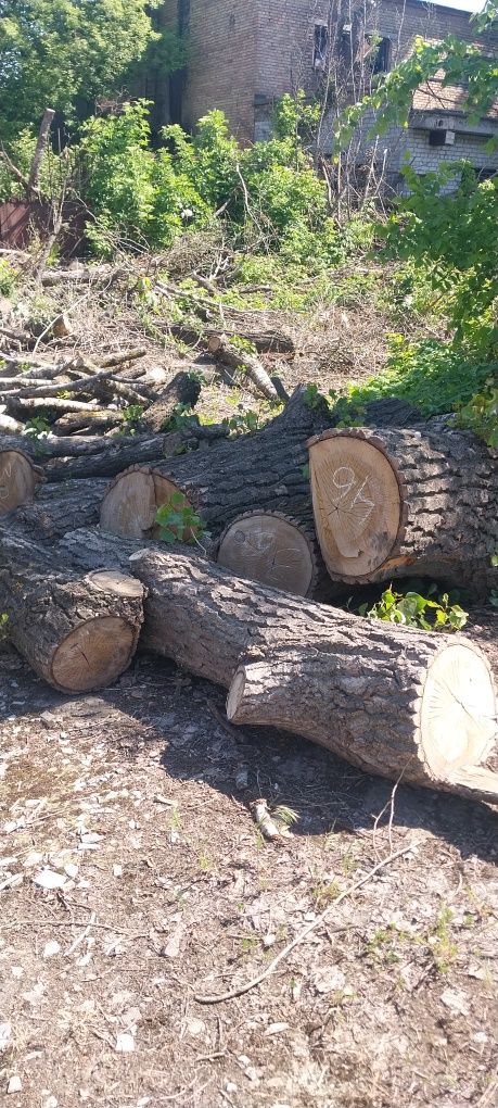 Кругляк тополі в Києві