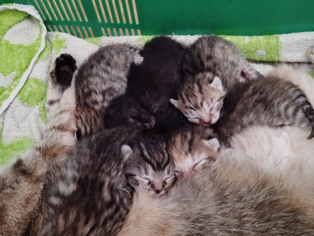 Kotki polecają się do adopcji