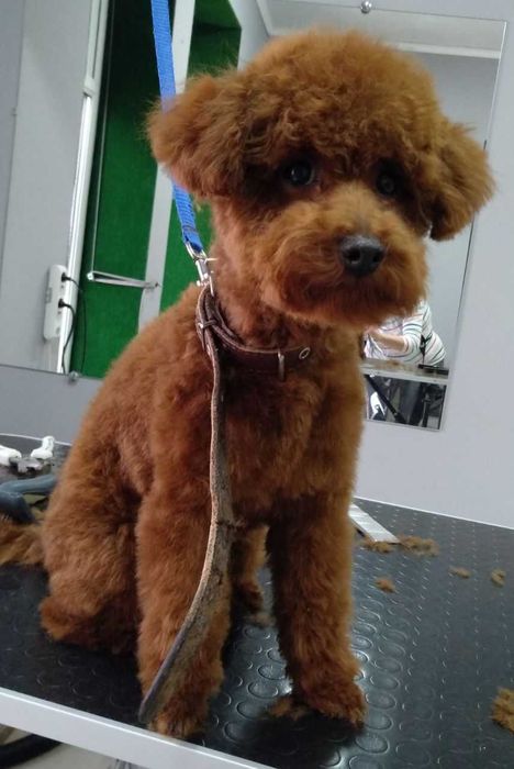 Стрижка животных - Вычесывание, гигиена, ультразвуковая чистка зубов.