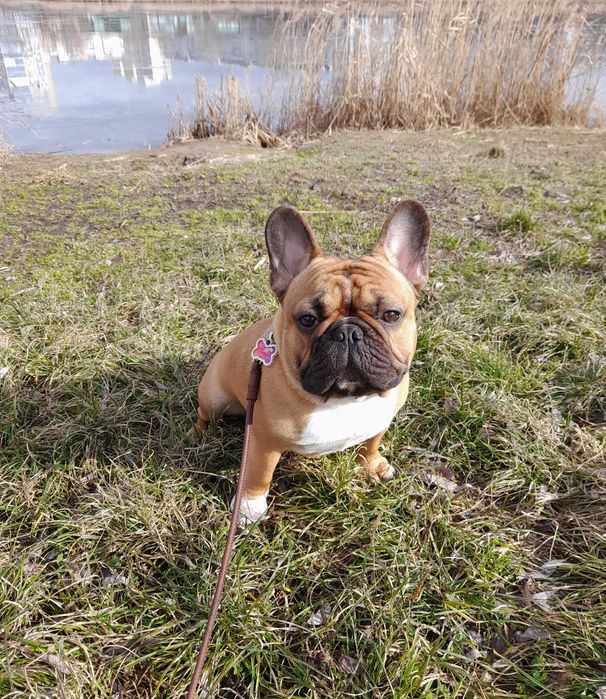 Французский бульдог, вязка. Француз-хлопчик шукає дівчинку для в’язки