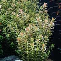 ROTALA ROTUNDIFOLIA