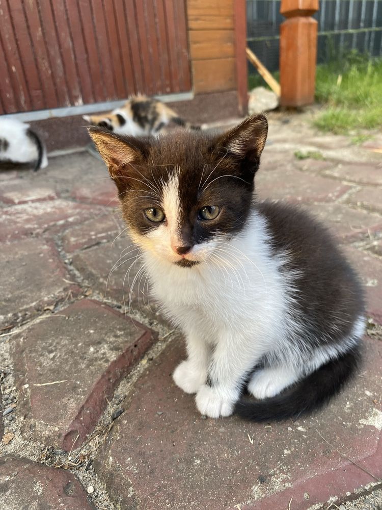 śliczna młoda kotka do adopcji