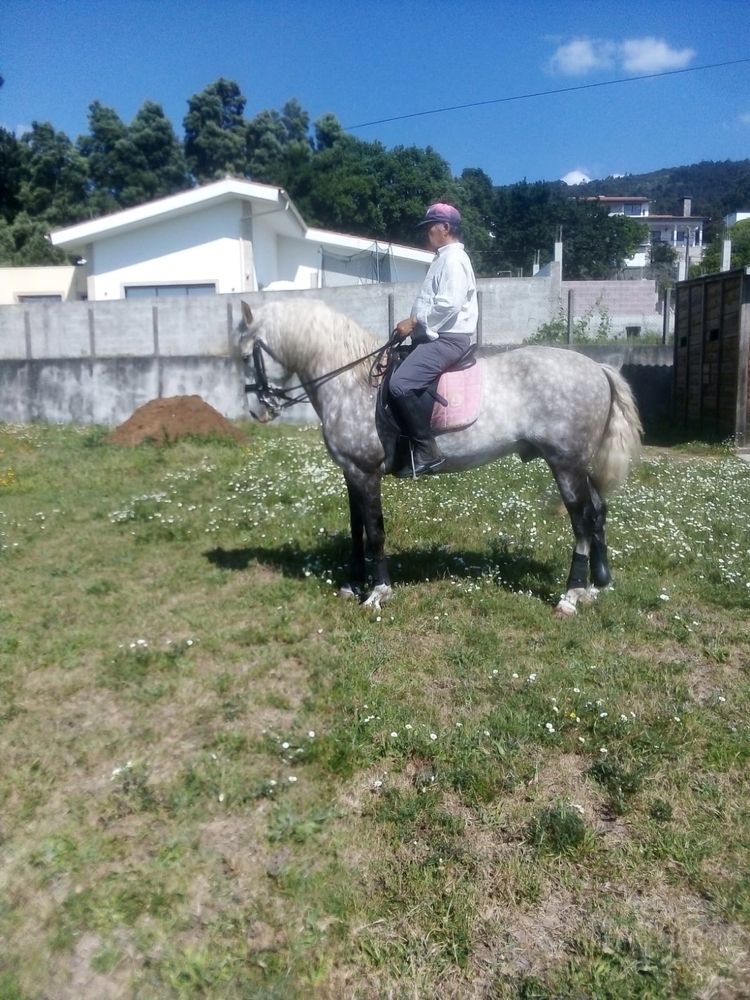 Cavalo raça puro lusitano