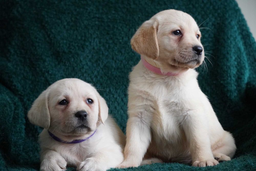 Labrador Retriever biszkoptowa żółta biała SUNIA ZKwP FCI rodowodowa