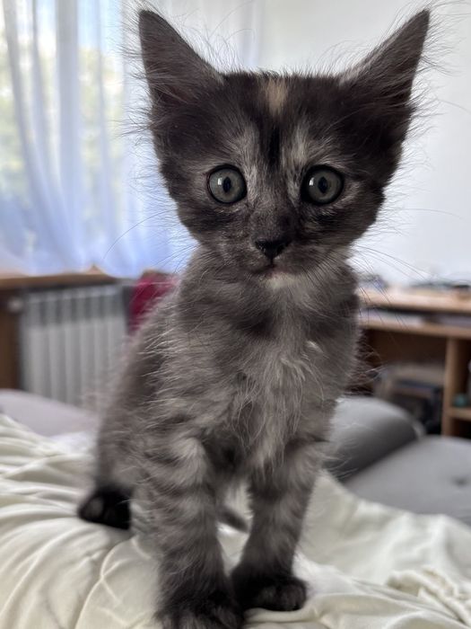 Кошеня єгипетської мау