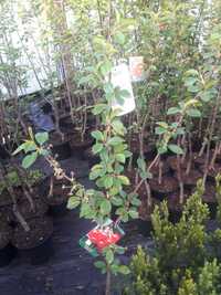 Drzewka owocowe  OWOCE rozne rodzaje odmiany doniczka 5l ukorzenione