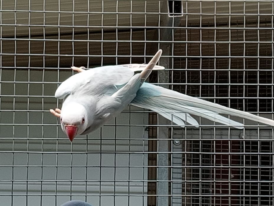 Ring necks adultos