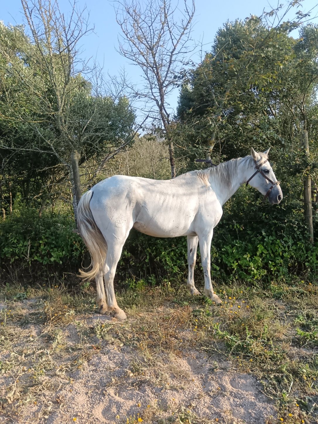 Égua PSL montada