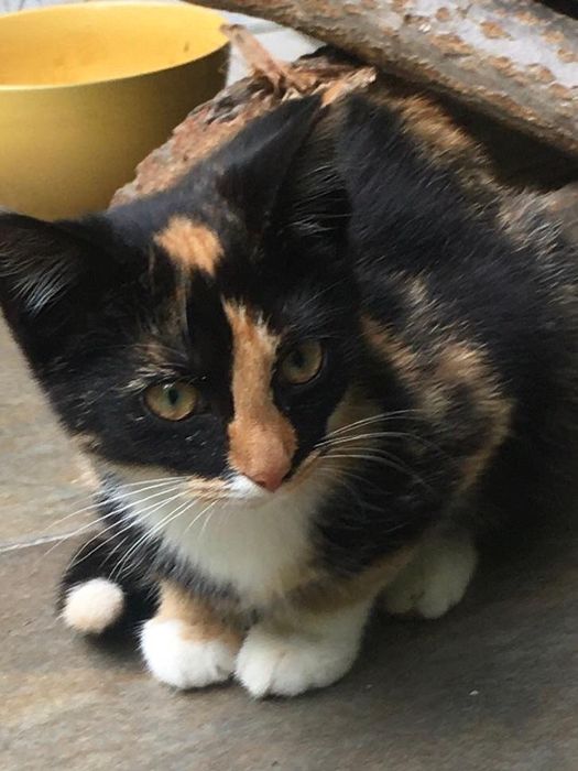 Kotka tricolorka ok. 3-4 miesięczna