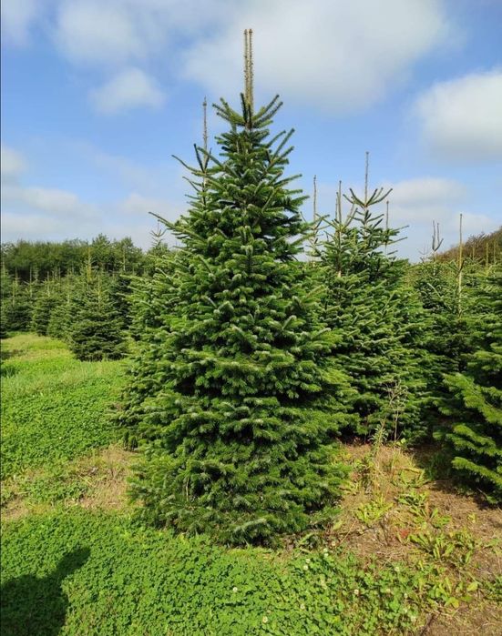 Jodła kaukaska cięta  400-500cm