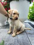 Labrador retriever biszkoptowy piesek piękny kolor gotowy do odbioru