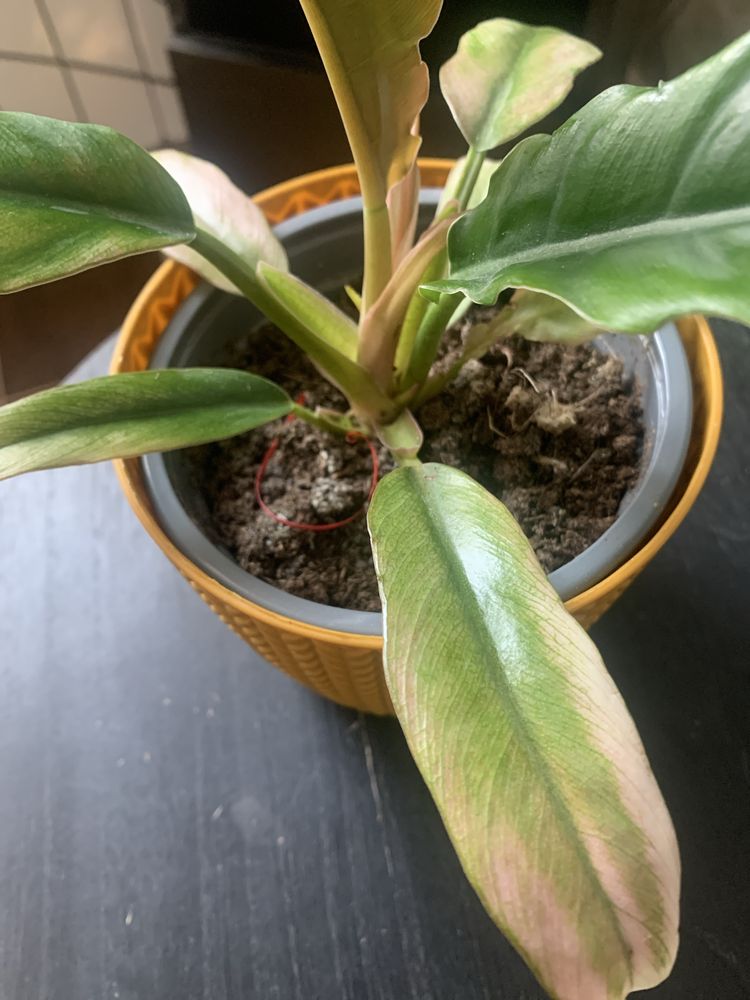 Philodendron - cala roslinka !