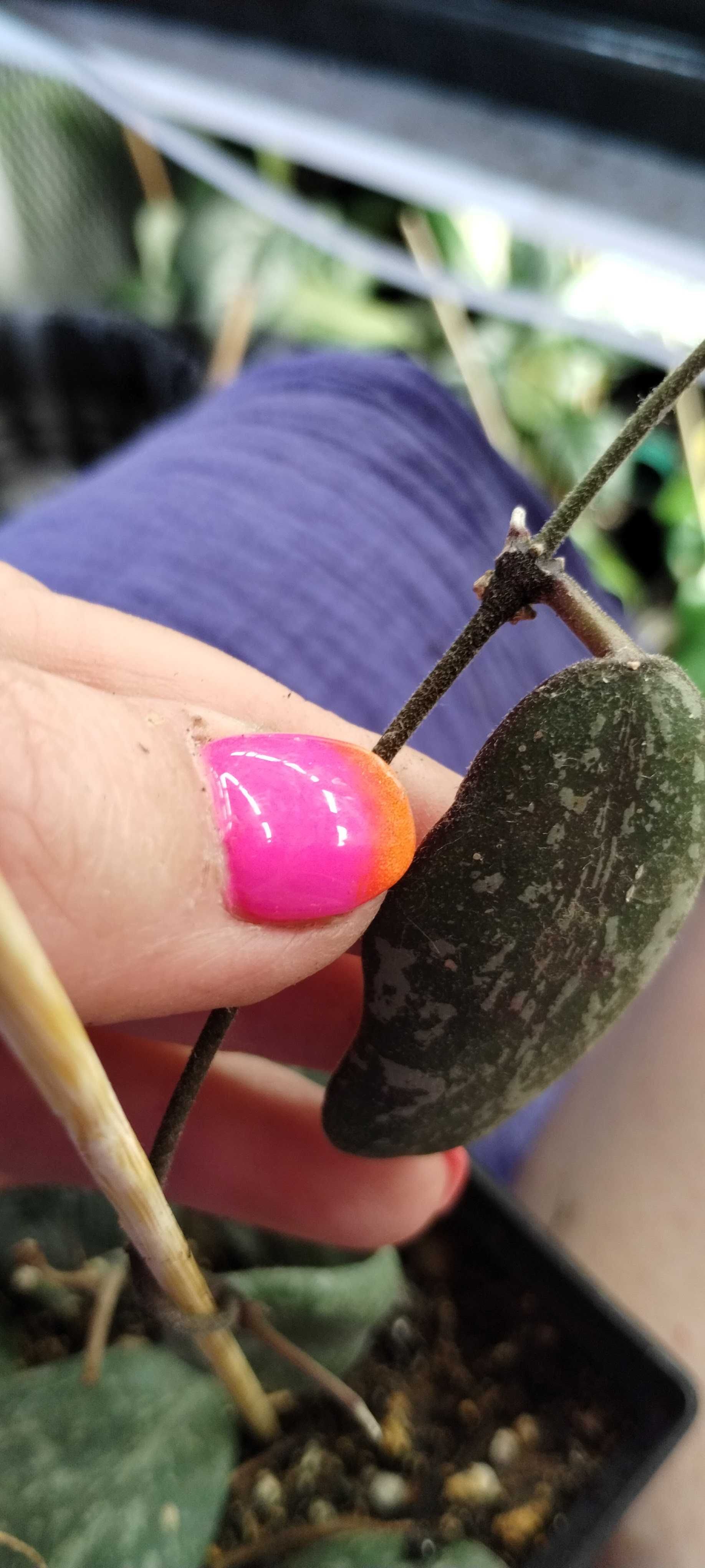 hoya sigillatis-1liścienny cięty pęd