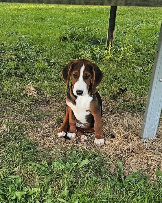 Gończy Serbski Trójkolorowy (posokowiec  Gończy Polski) szczeniaki