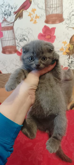 Котята шотландские
