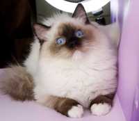 Чудовий блакитноокий котик регдол.