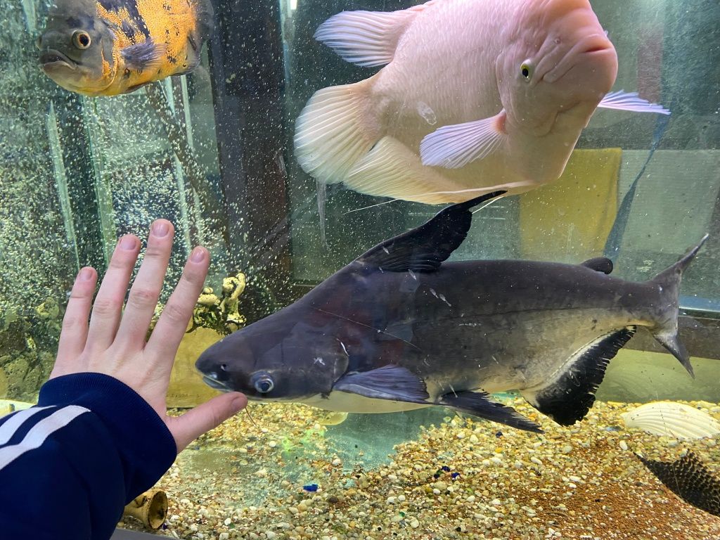 Peixes gigantes lindos