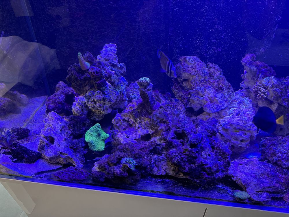 żywa skała akwarium morskie