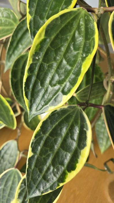 Продам Хойя Макрофила альбомаргината