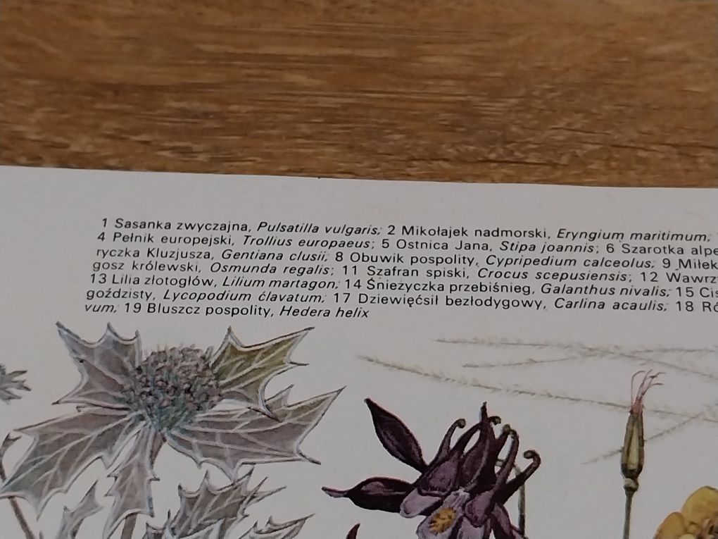 Grafika kolor 1973 - rośliny chronione 26cm x 20cm