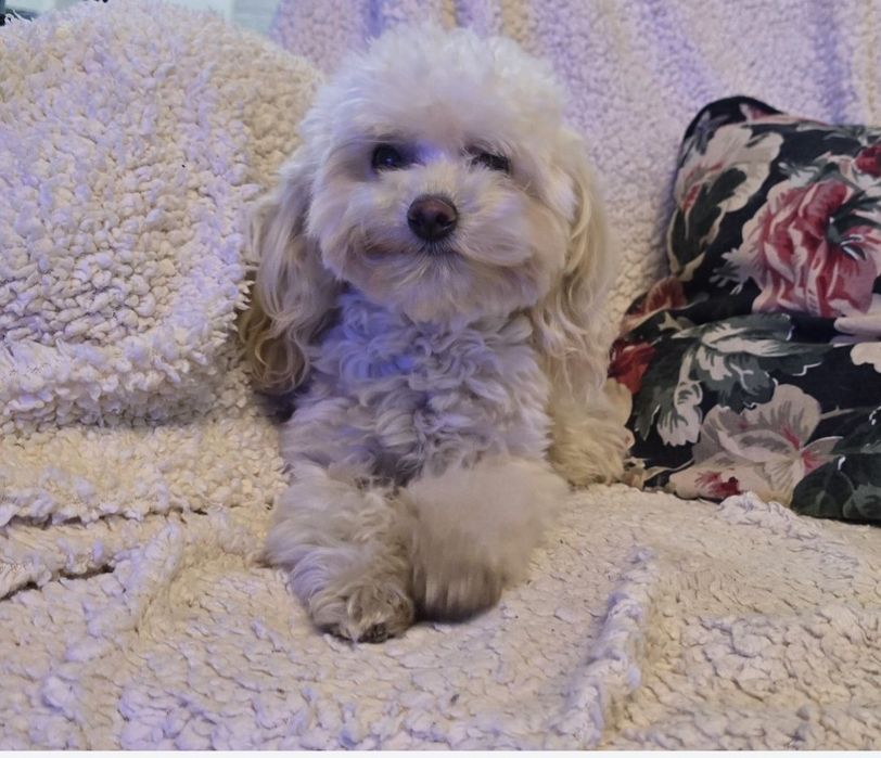 Pudel toy 8mcy suczka 1,5kg