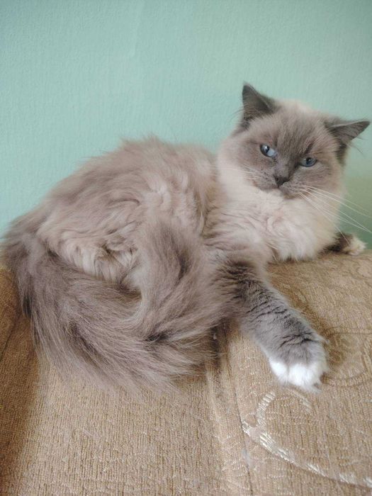 Kotka ragdoll z rodowodem