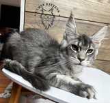 Kotka Maine Coon
