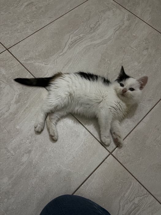 Кошенятко в добрі руки