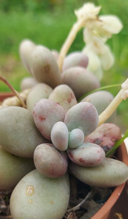 Cactus e diversas soculentas
