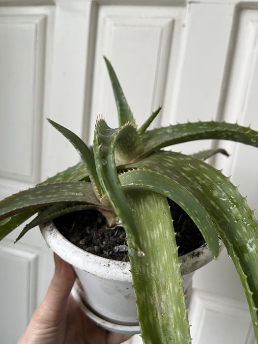 Алоэ оттопыренное