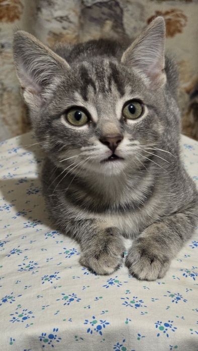 Кошеня шукає  дім.