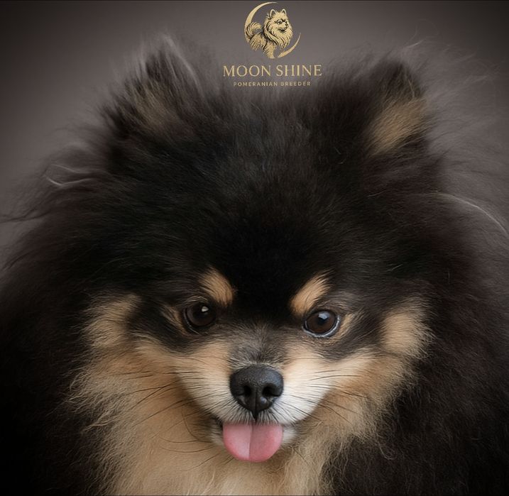Pies blue and tan szpic miniaturowy pomeranian typ miś