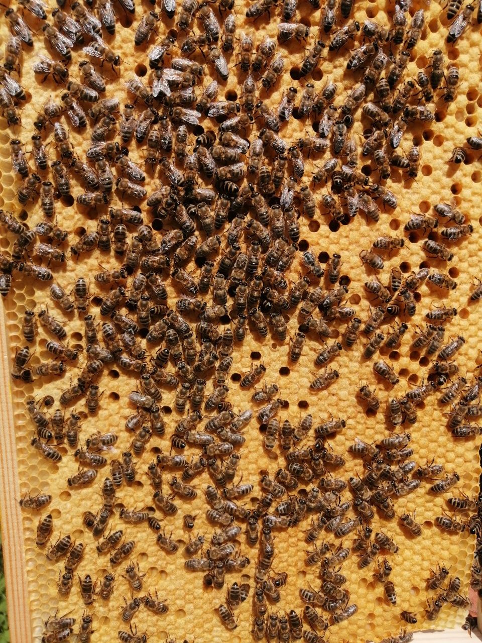 Odkłady pszczele 5 i 6 ramkowe ramka wielkopolska