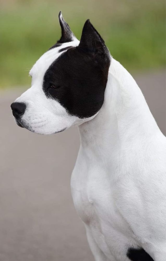 Amstaff przepiekna sunia