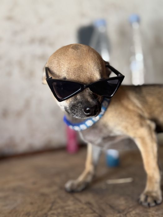 Мікро хлопчік чіхуахуа вязка, шукає наричену.