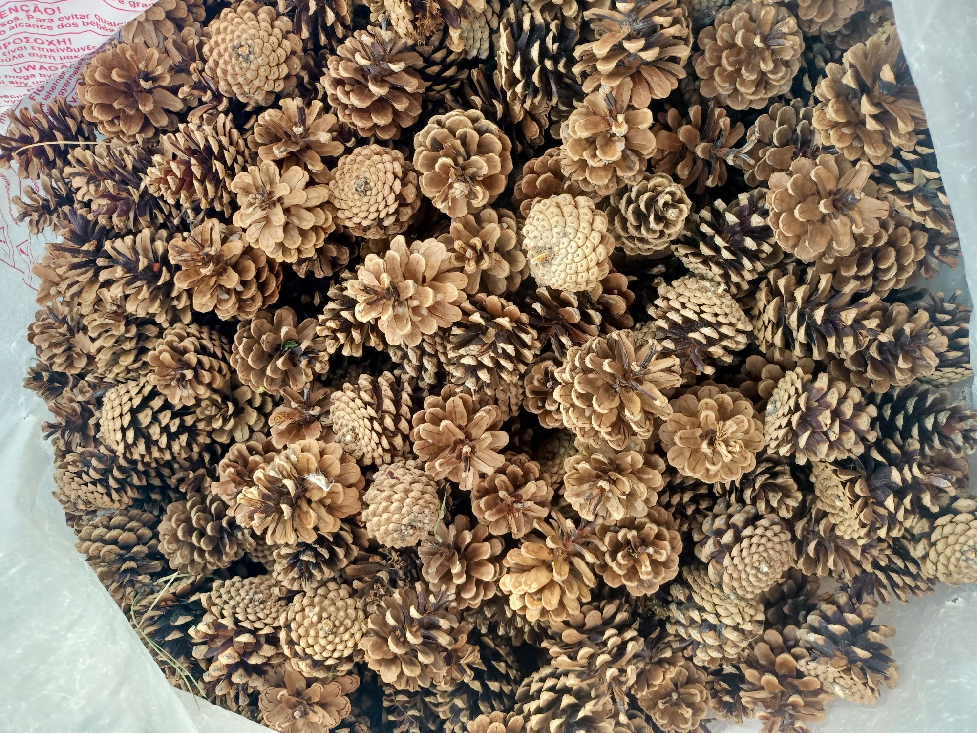 Сосновые шишки сухие