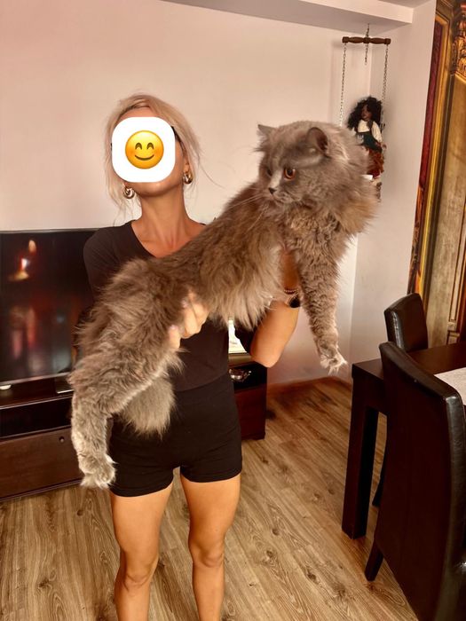 Kot brytyjski Brytyjskie kocurek brytyjczyk z Rodowdem i Chipem