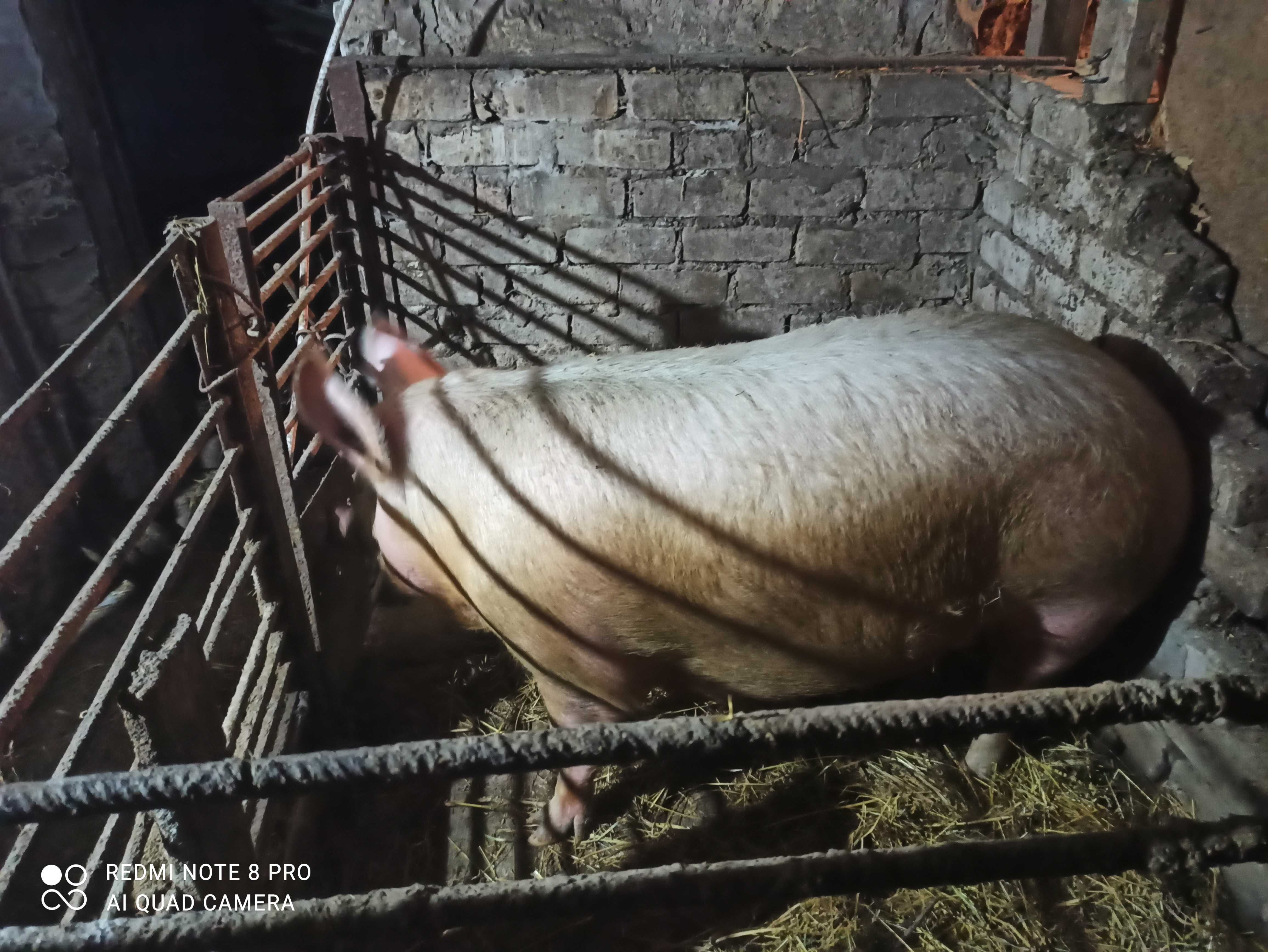 Продаю свиню 72 грн кілограм , вага 200+