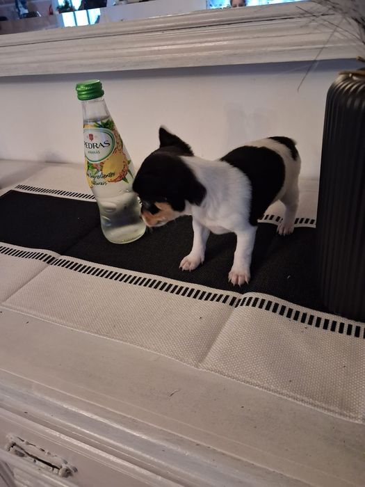 Pinscher miniatura tricolor - fêmea