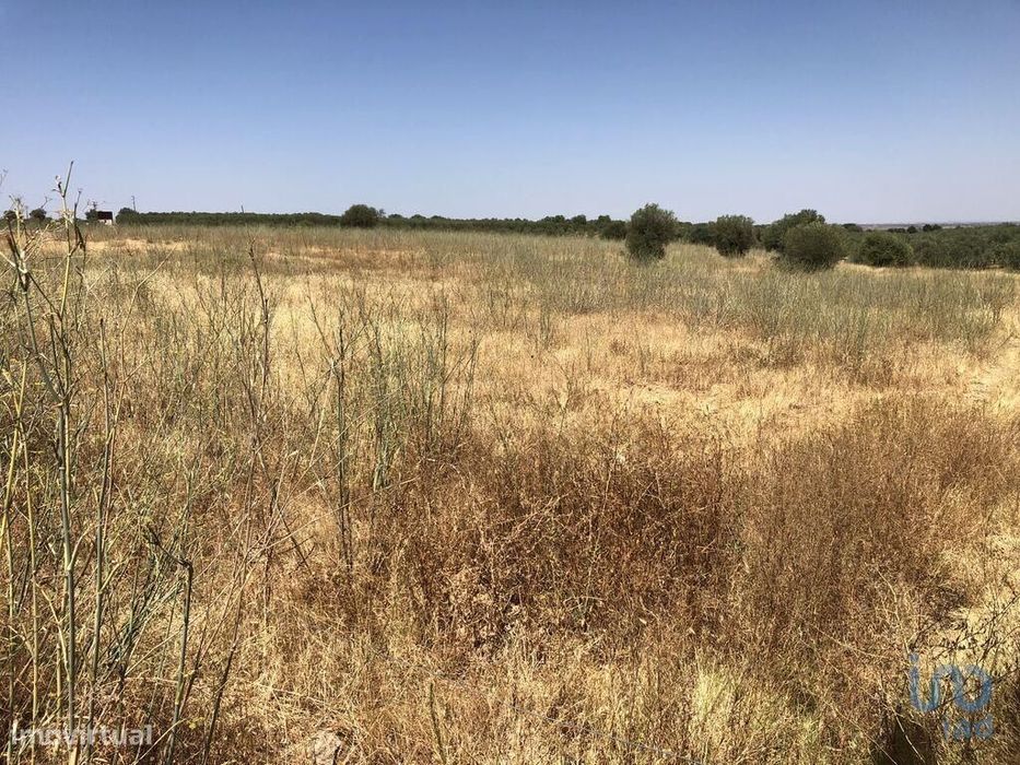 Terreno Agrícola em Moura (Santo Agostinho e São João Baptista) e Sant