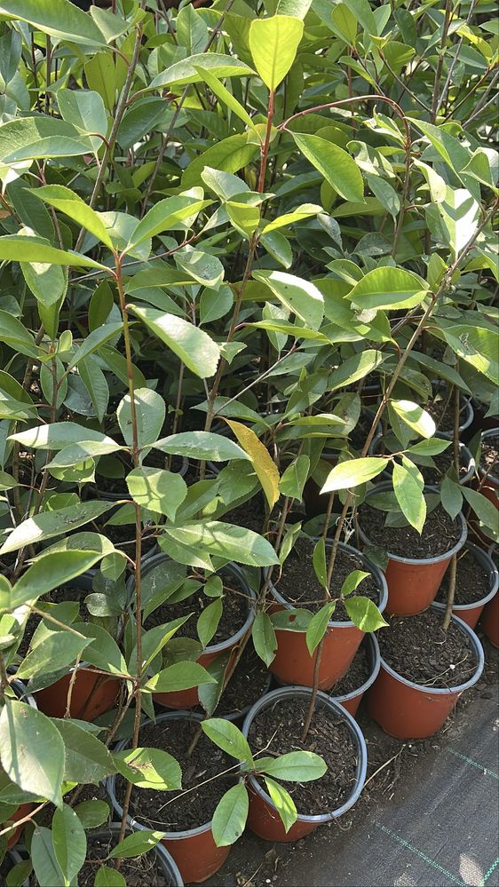 Photinia Red Robin