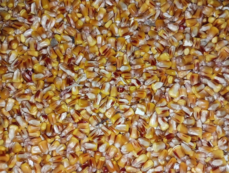 kukurydza mokra 2025 wilgotność 23%