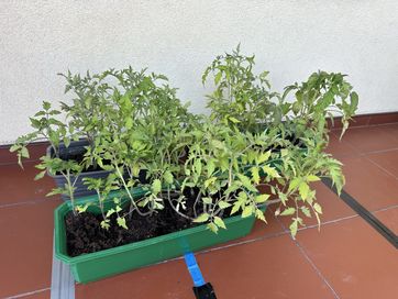 Pomidory sadzonki