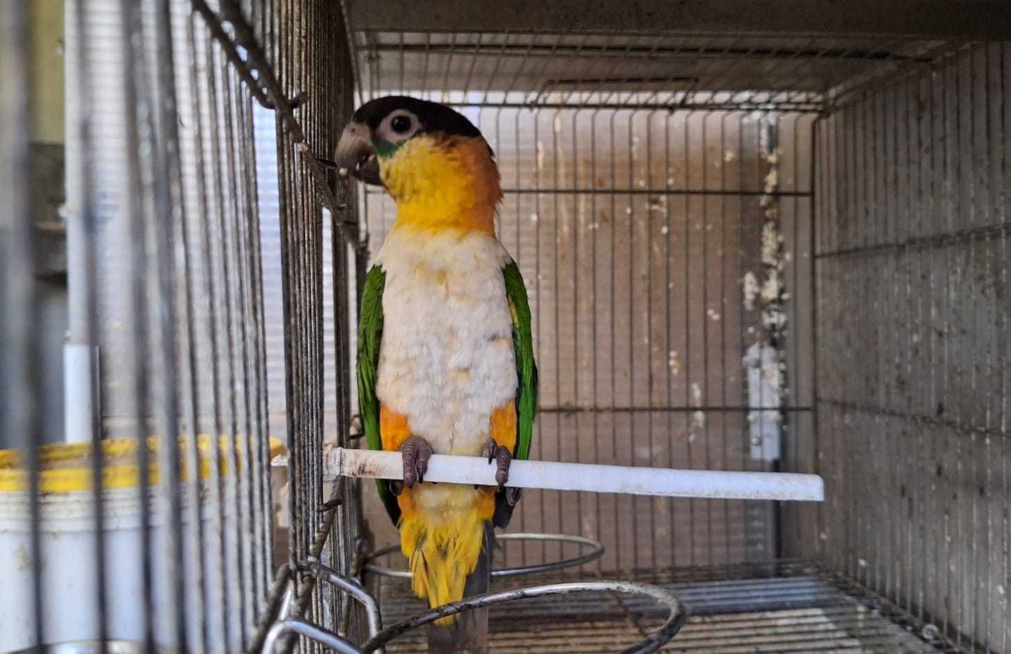 Marianinhas de cabeça preta