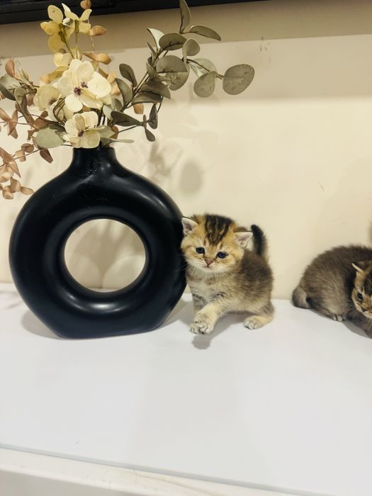 Золотые скоттиш фолд и страйт